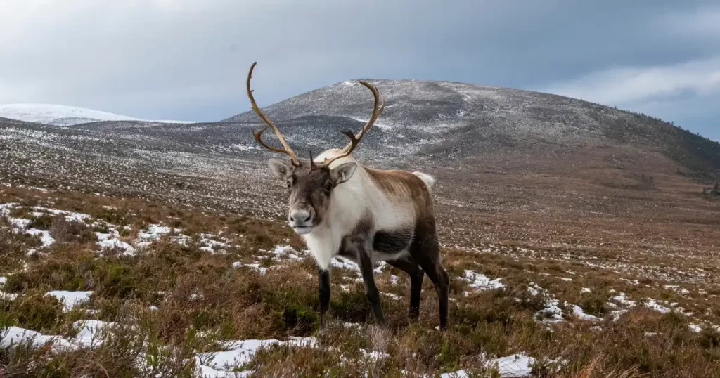 Sob v národním parku Cairngorms